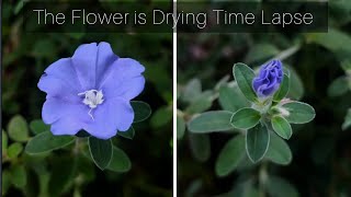 The flower is dying Time Lapse Evolvulus Alsinoidestimelapse flower [upl. by Klatt]