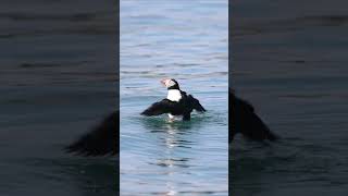 Atlantic Puffins in Maine [upl. by Studley]