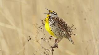 Eastern Meadowlark Portait [upl. by Harbot]