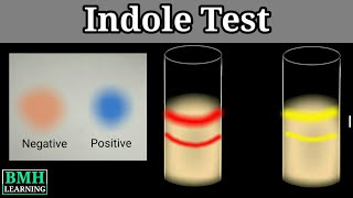 Indole Test  Tryptophanase Test [upl. by Nnoryt]