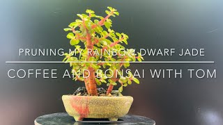 Pruning My Rainbow Dwarf Jade Bonsai Medio Picta Portulacaria Afra [upl. by Powell591]