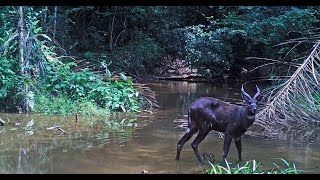 Le Sitatunga de Nyonié au Gabon [upl. by Seaman223]