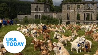 Golden retriever lovers unite Hundreds mark breed anniversary  USA TODAY [upl. by Paterson975]