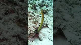 Scuba diving in mauritius subscribe to the channel and like the video scubalovers divinglife [upl. by Nirad]