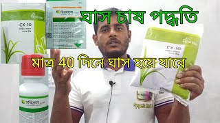 সারা বছর ঘাস চাষ পদ্ধতি একবার বপন করলে ছয়বার ঘাস চাষ হবে [upl. by Nic]