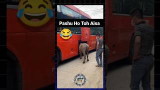 Try not to laugh 🤣🤣🤣 pashu cow pets china tour cattle animals viralvideo trending shorts [upl. by Abroms]