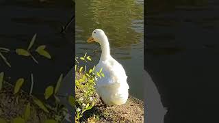 ❤️Cute White Pekin Duck Goes Swimming duck birds cuteanimals [upl. by Laicram]