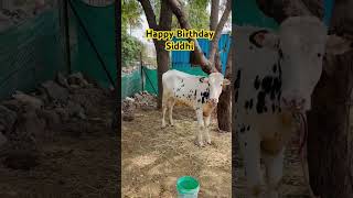 Happy Birthday Siddhi hfcow calf dairyfarm shorts [upl. by Werd819]