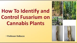 How to Identify and Control Fusarium on Cannabis Plants [upl. by Oicnanev]