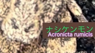 Acronicta rumicisナシケンモン [upl. by Arral708]