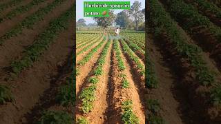 Herbicide spray in potato 🥔agriculture potato [upl. by Aitnic794]