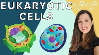 EUKARYOTIC CELLS A level Biology  Structure amp function of the organelles found in eukaryotic cells [upl. by Alrahs]