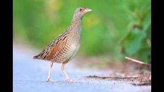 Derkacz  The corncrake Crex Crex  odgłosysounds [upl. by Nutsud257]