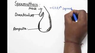 Reproductive System Of Earthworm Part 2 [upl. by Dieball]