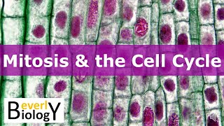 Mitosis amp the Cell Cycle updated [upl. by Eugaet]