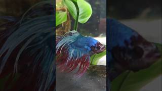 Siamesischer Kampffisch Betta splendens für kleines Aquarium Fisch [upl. by Icyaj]