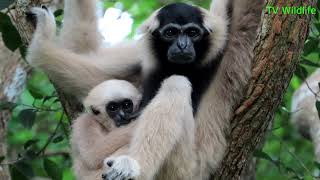 TV Wildlife Very good family Pileated gibbon [upl. by Nilyram36]