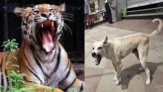 Dog fights with tiger sacrifices its life to save master in UP  Oneindia News [upl. by Artus909]