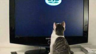 Cat watches TV better DVD logo [upl. by Metts632]