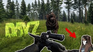 Hunting Bears for their HEADS  DayZ [upl. by Novyart]