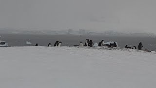 I saw pinguins for the first time [upl. by Ennagrom543]