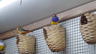 Gold breasted waxbills gouldian finches [upl. by Jutta]