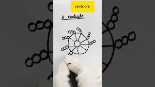 Draw centriole ilamparadise shorts neet class11th biology cellbiology centrioles [upl. by Noemi]