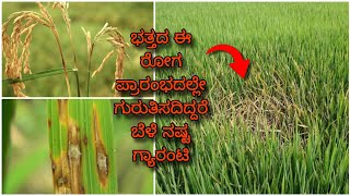 Paddy Blast disease  ಭತ್ತದ ಬೆಂಕಿ ರೋಗ ಸಂಪೂರ್ಣ ಮಾಹಿತಿ  Symptoms amp control measures [upl. by Lacie]