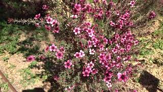 Manuka Leptospermum scoparium wwwriomoroscom [upl. by Htabazile759]