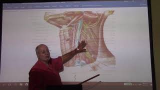 Anatomy of head amp neck 45  Sternomastoid amp posterior triangle  part 2   by Dr Wahdan [upl. by Warford]