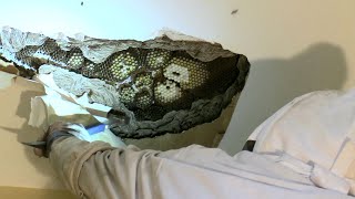 HUGE Yellow Jacket Nest in Ceiling  STINGS  MASSIVE SWARM [upl. by Ahselaf]