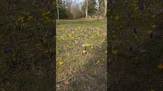 Crocus sativus Multicolour blooms [upl. by Sedrul755]