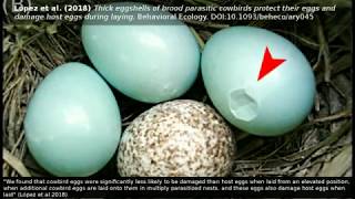 Brood parasitism Cowbird eggs damage host eggs during laying from elevated positions [upl. by Launame348]