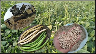 growing and harvesting cowpea blackeyed pea beans [upl. by Behm]