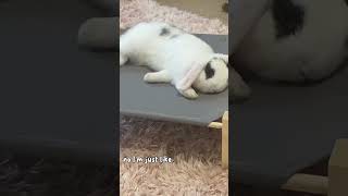 Birch falling asleep 😴💤🥱 bunny funnymoments [upl. by Oirramed]