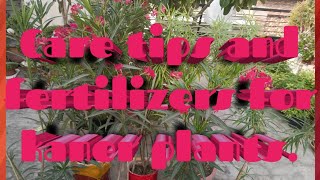 How to take care the oleander or kaner plantMysimplegarden1 [upl. by Peedus]