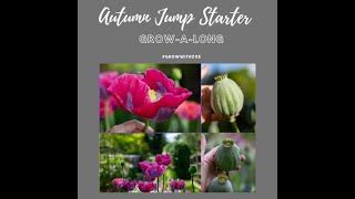 Poppies  Papaver somniferum ‘Bowling Ball’ how to sow and grow [upl. by Ahders]