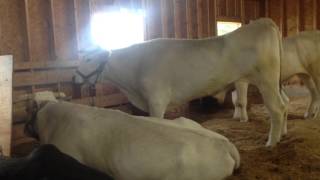 Huge Chianina Oxen at the Fryeburg Fair 2013 [upl. by Robbyn]