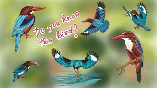 Some fun facts about white throated Kingfisher। nesting hunting distribution [upl. by Keryt]