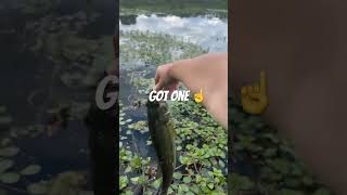 Shh Almost fell 😡 Redwing Black Birds bassfishing fishing [upl. by Zaslow]