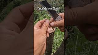 Amalaki seedlings tree tips [upl. by Sari910]