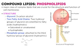 LIPIDS  classification types structure function  Triglycerides  Phospholipids  Glycolipids [upl. by Nniroc]