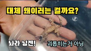 입문자 필수tip 탈피는 왜 도와주는가 며칠에 한번 탈피하는 걸까요 도마뱀 탈피주기 정리 [upl. by Reifel]