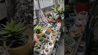 Haworthia collection ☘️  bikolanahardinera shortvideo succulent haworthia [upl. by Carolin]