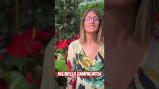 O Campagnola Bella… polka organettoabruzzese italiansongs [upl. by Vivica]