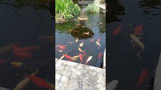 Koi Carp Cyprinus rubrofuscusnature fish garden [upl. by Yeltsew]