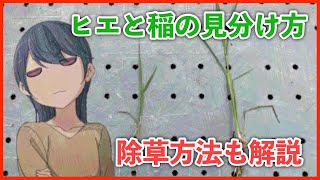 イネとヒエの見分け方について！除草クリンチャーの使い方も解説しています。 [upl. by Mcwilliams68]