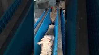 Lambs enter the slaughterhouse [upl. by Enavi]