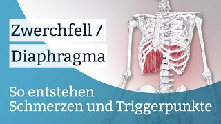 Zwerchfell  Diaphragma Schmerzen Triggerpunkte und deren Aktivierung [upl. by Aivatra]