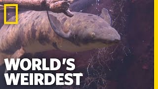 Underground Survivalist Fish  Worlds Weirdest [upl. by Itsyrk]